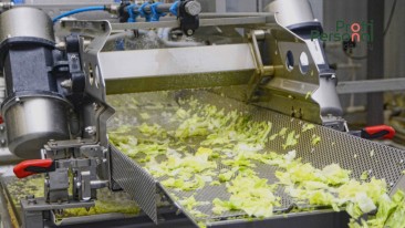 Lettuce processing for men and women up to 60 years old near Warsaw!