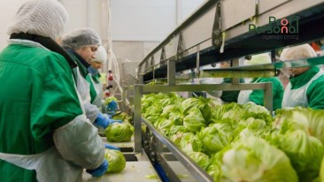 Lettuce processing for men and women up to 60 years old near Warsaw!