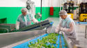 Work at the production of mix salads near Warsaw or Poznań