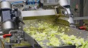 Lettuce processing for men and women up to 60 years old near Warsaw!