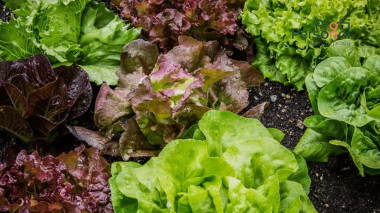 Lettuce processing for men and women up to 60 years old near Warsaw!