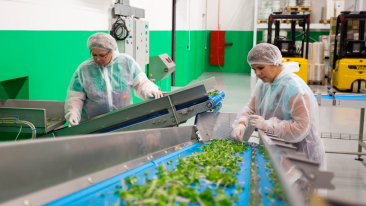 Work at the production of mix salads near Warsaw or Poznań