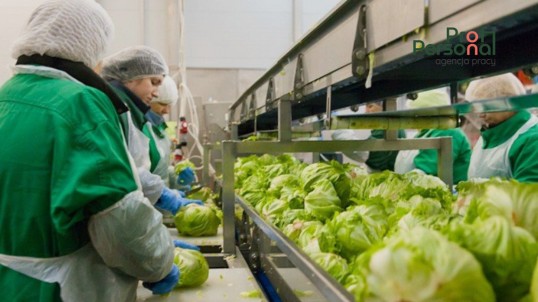 Lettuce processing for men and women up to 60 years old near Warsaw!